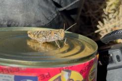 Shamb - Prodloužený víkend po Arménii (říjen 2025)