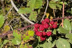 Shamb - Prodloužený víkend po Arménii (říjen 2025)