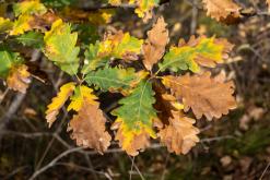 Tatev - Prodloužený víkend po Arménii (říjen 2025)