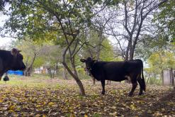 Tatev - Prodloužený víkend po Arménii (říjen 2025)