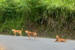 Kandy - Srí Lanka na týden (listopad 2025)