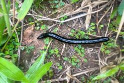 Kandy - Srí Lanka na týden (listopad 2025)