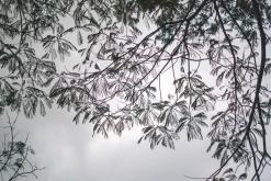 Kandy - Srí Lanka na týden (listopad 2025)