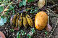 Kandy - Srí Lanka na týden (listopad 2025)