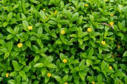 Kandy - Srí Lanka na týden (listopad 2025)