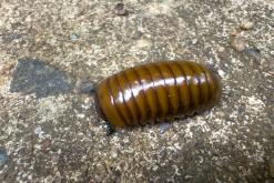 Kandy - Srí Lanka na týden (listopad 2025)