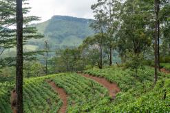 Deltota - Srí Lanka na týden (listopad 2025)