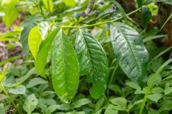 Deltota - Srí Lanka na týden (listopad 2025)