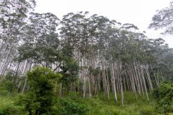 Deltota - Srí Lanka na týden (listopad 2025)