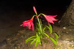 Deltota - Srí Lanka na týden (listopad 2025)