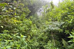 Deltota - Srí Lanka na týden (listopad 2025)