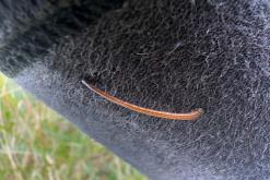 Deltota - Srí Lanka na týden (listopad 2025)