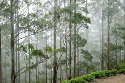 Deltota - Srí Lanka na týden (listopad 2025)