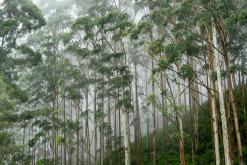 Deltota - Srí Lanka na týden (listopad 2025)