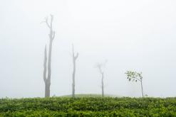 Deltota - Srí Lanka na týden (listopad 2025)