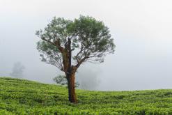 Deltota - Srí Lanka na týden (listopad 2025)