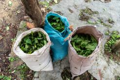 Deltota - Srí Lanka na týden (listopad 2025)