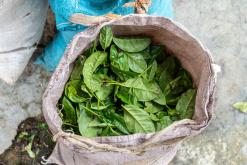 Deltota - Srí Lanka na týden (listopad 2025)