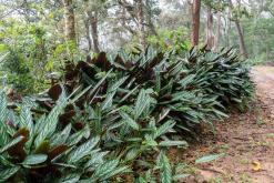 Deltota - Srí Lanka na týden (listopad 2025)