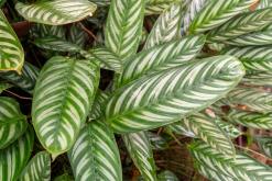 Deltota - Srí Lanka na týden (listopad 2025)