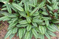 Deltota - Srí Lanka na týden (listopad 2025)