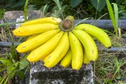 Kothmale - Srí Lanka na týden (listopad 2025)