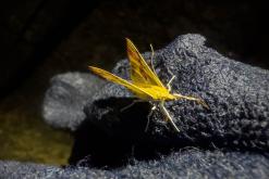 Kothmale - Srí Lanka na týden (listopad 2025)