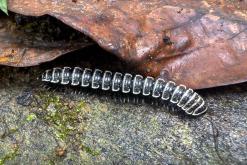 Kothmale - Srí Lanka na týden (listopad 2025)