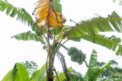 Kothmale - Srí Lanka na týden (listopad 2025)