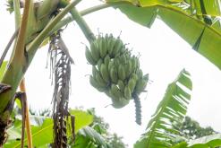 Kothmale - Srí Lanka na týden (listopad 2025)