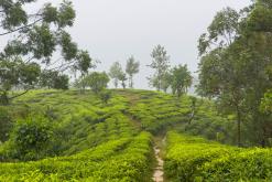 Kothmale - Srí Lanka na týden (listopad 2025)