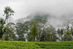 Talawakelle - Srí Lanka na týden (listopad 2025)