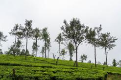 Talawakelle - Srí Lanka na týden (listopad 2025)