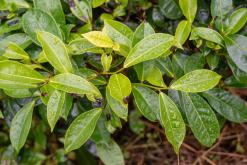 Talawakelle - Srí Lanka na týden (listopad 2025)