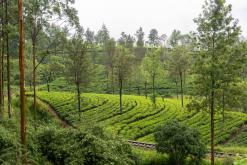 Talawakelle - Srí Lanka na týden (listopad 2025)