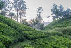 Talawakelle - Srí Lanka na týden (listopad 2025)