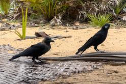 Valaichchenai - Srí Lanka na týden (listopad 2025)