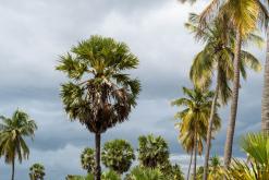 Valaichchenai - Srí Lanka na týden (listopad 2025)