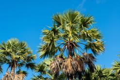 Valaichchenai - Srí Lanka na týden (listopad 2025)