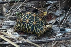Valaichchenai - Srí Lanka na týden (listopad 2025)