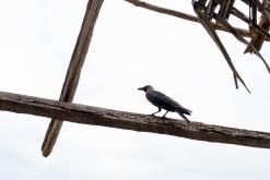 Valaichchenai - Srí Lanka na týden (listopad 2025)