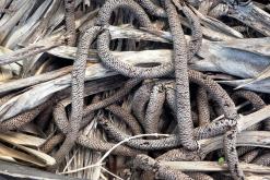 Batticaloa - Srí Lanka na týden (listopad 2025)