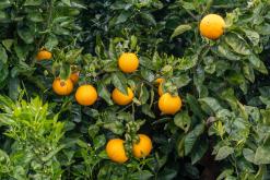 Pico (ostrov) - Týden po Azorech (únor 2026)