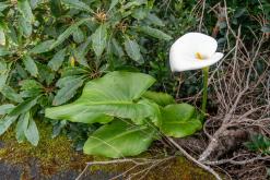 Pico (ostrov) - Týden po Azorech (únor 2026)