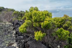 Pico (ostrov) - Týden po Azorech (únor 2026)