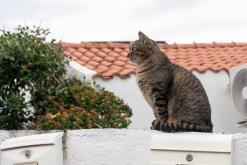 Velas - Týden po Azorech (únor 2026)