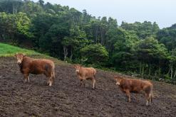 Calheta na São Jorge - Týden po Azorech (únor 2026)