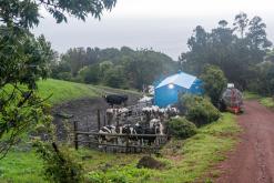 Calheta na São Jorge - Týden po Azorech (únor 2026)