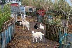 Calheta na São Jorge - Týden po Azorech (únor 2026)