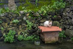 Calheta na São Jorge - Týden po Azorech (únor 2026)